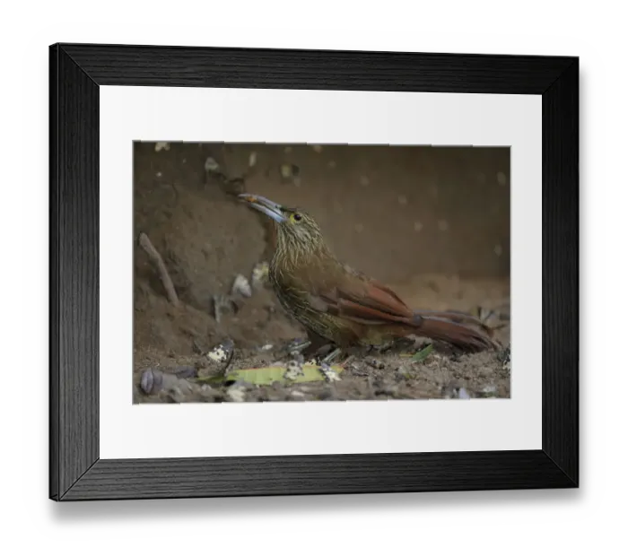 Framed Print : Strong-billed Woodcreeper Framed Print : Strong-billed Woodcreeper