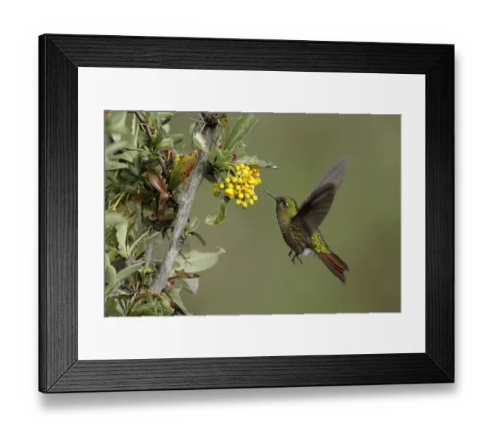 Framed Print : Tyrian metaltail (Metallura tyrianthina) Framed Print : Tyrian metaltail (Metallura tyrianthina)