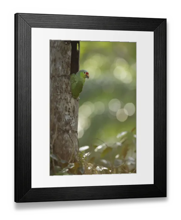 Framed Print : Red-lored Parrot Framed Print : Red-lored Parrot