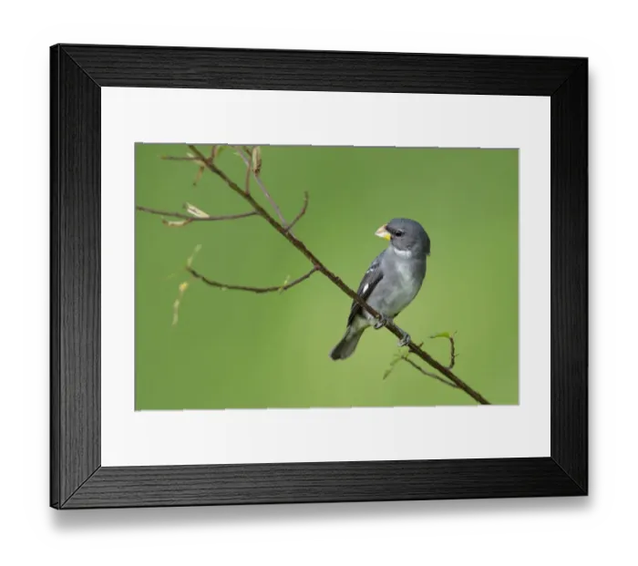 Framed Print : Slate-colored Seedeater (Sporophila schistacea) Framed Print : Slate-colored Seedeater (Sporophila schistacea)