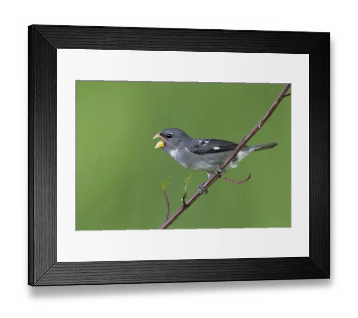 Framed Print : Slate-colored Seedeater (Sporophila schistacea) Framed Print : Slate-colored Seedeater (Sporophila schistacea)