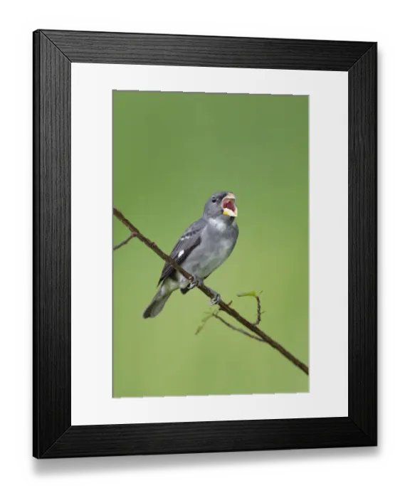 Framed Print : Slate-colored Seedeater (Sporophila schistacea) Framed Print : Slate-colored Seedeater (Sporophila schistacea)