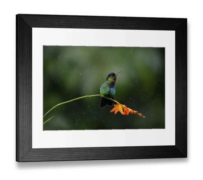 Framed Print : Fiery-throated Hummingbird (Panterpe insignis) Framed Print : Fiery-throated Hummingbird (Panterpe insignis)