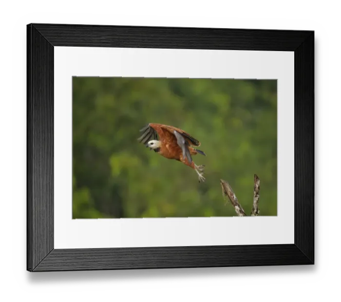 Framed Print : Black-collared Hawk Framed Print : Black-collared Hawk