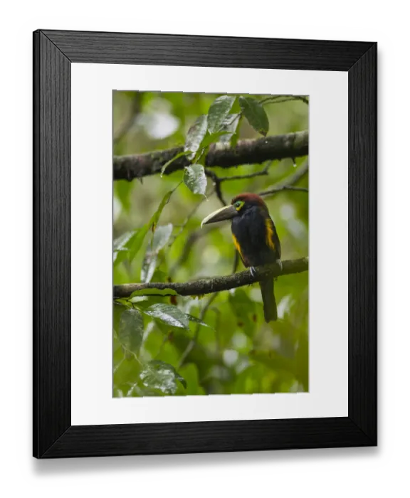 Framed Print : Yellow-eared Toucanet Framed Print : Yellow-eared Toucanet