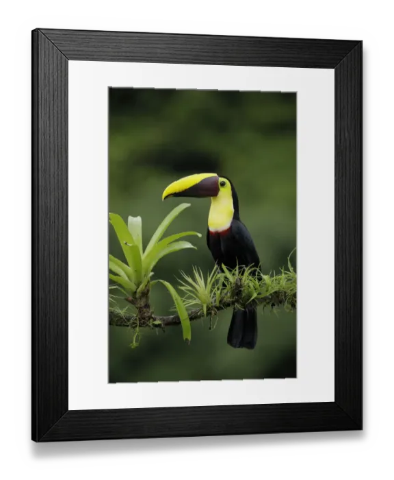 Framed Print : Yellow-throated Toucan Framed Print : Yellow-throated Toucan