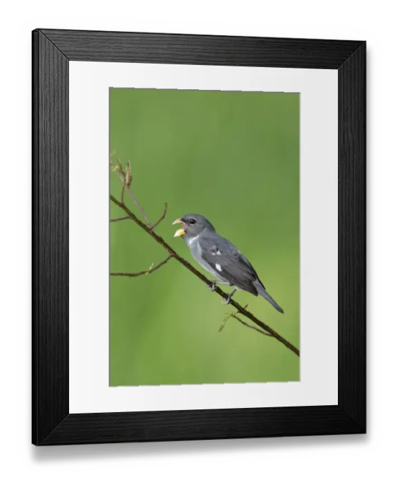 Framed Print : Slate-colored Seedeater (Sporophila schistacea) Framed Print : Slate-colored Seedeater (Sporophila schistacea)