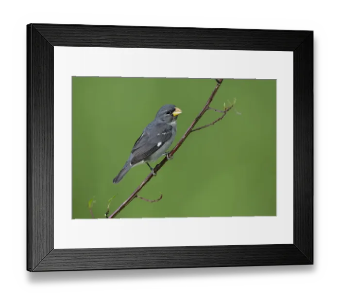 Framed Print : Slate-colored Seedeater (Sporophila schistacea) Framed Print : Slate-colored Seedeater (Sporophila schistacea)