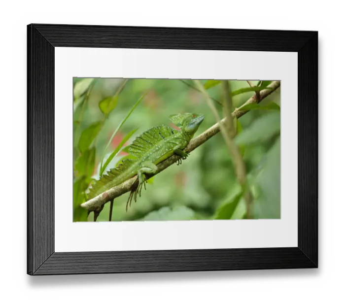 Framed Print : Jesus Christ Lizard (Basilicus plumifrons) Framed Print : Jesus Christ Lizard (Basilicus plumifrons)