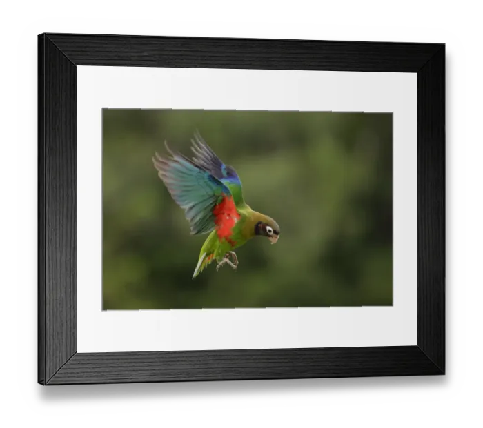 Framed Print : Brown-hooded Parrot (Pyrilia haematotis)