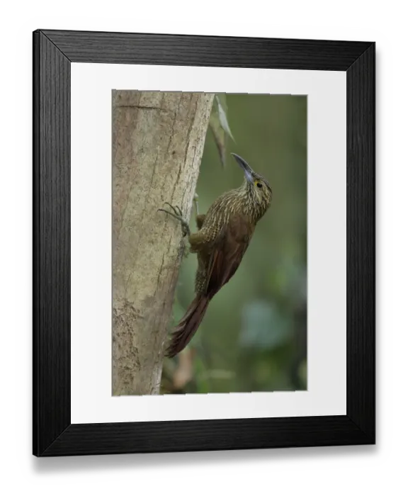 Framed Print : Strong-billed Woodcreeper Framed Print : Strong-billed Woodcreeper