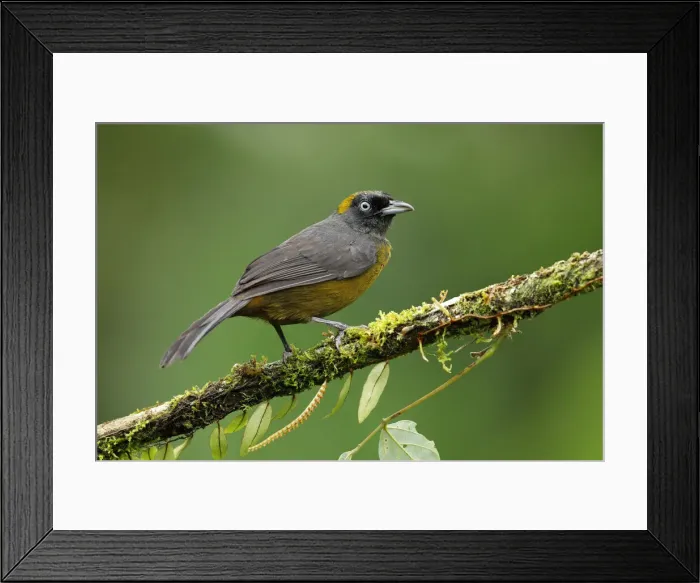 Framed Print : Dusky-faced Tanager