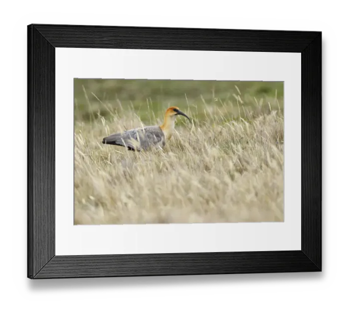 Framed Print : Andean ibis (Theristicus branickii) Framed Print : Andean ibis (Theristicus branickii)