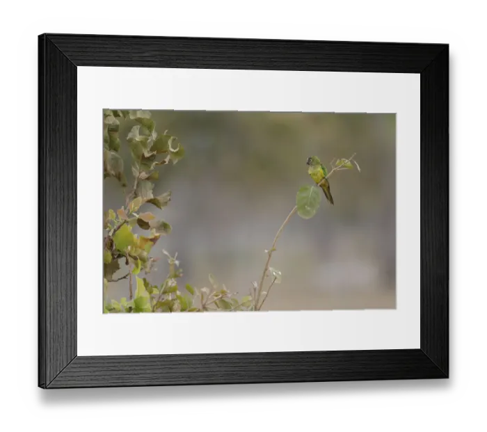 Framed Print : Peach-fronted Parakeet (Eupsittula aurea)
