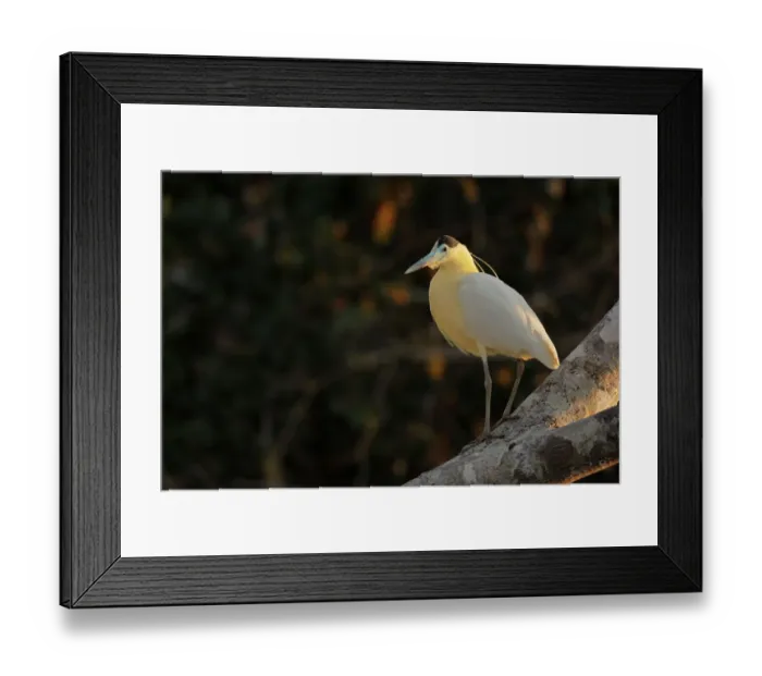 Framed Print : Capped Heron (Pilherodius pileatus) Framed Print : Capped Heron (Pilherodius pileatus)