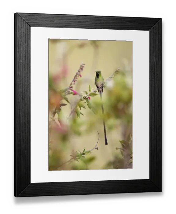 Framed Print : Black-tailed Trainbearer (Lesbia victoriae)