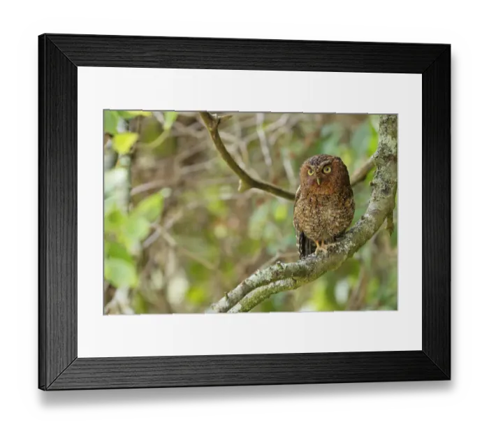 Framed Print : Bare-shanked Screech Owl Framed Print : Bare-shanked Screech Owl