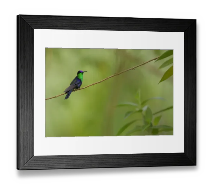 Framed Print : Crowned Woodnymph