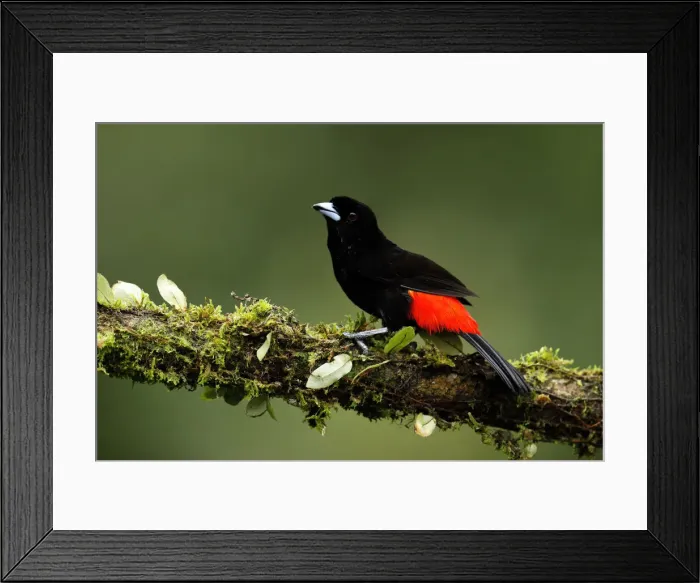 Framed Print : Scarlet-rumped Tanager Framed Print : Scarlet-rumped Tanager