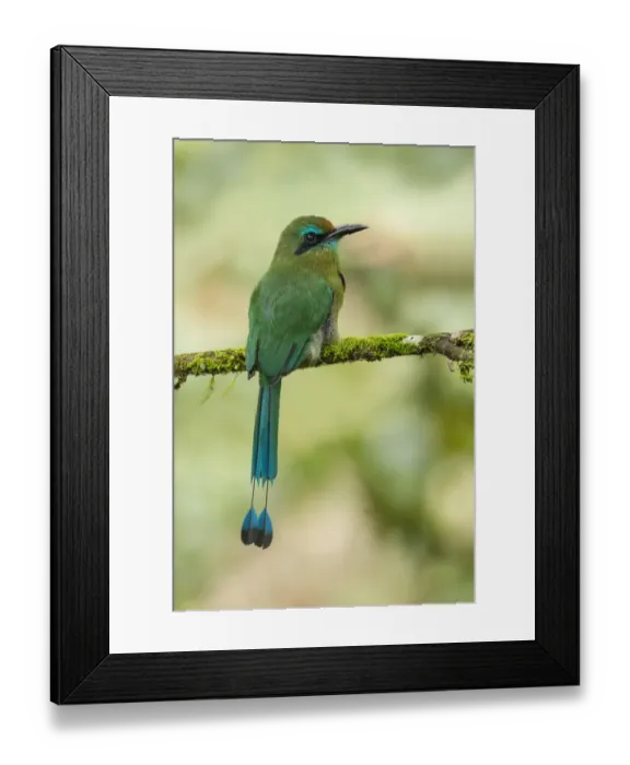Framed Print : Keel-billed Motmot