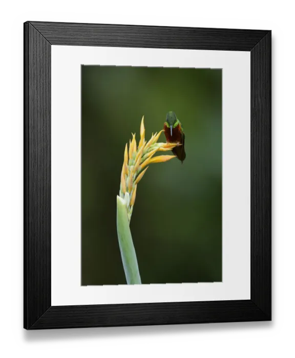 Framed Print : Chestnut-breasted Coronet Framed Print : Chestnut-breasted Coronet
