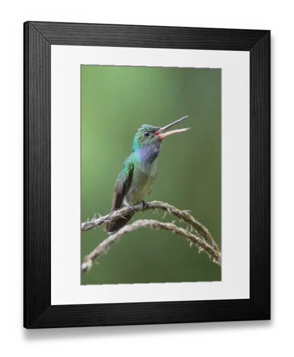 Framed Print : Charming Hummingbird Framed Print : Charming Hummingbird