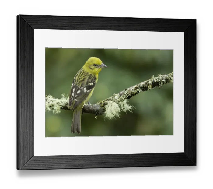 Framed Print : Flame-colored Tanager (Piranga bidentata) Framed Print : Flame-colored Tanager (Piranga bidentata)