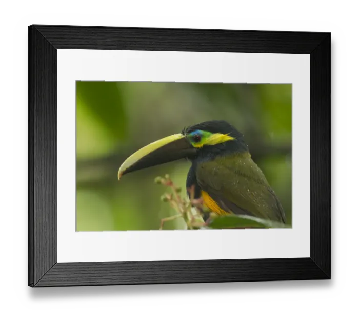 Framed Print : Yellow-eared Toucanet Framed Print : Yellow-eared Toucanet