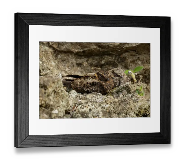 Framed Print : Lyre-tailed Nightjar Framed Print : Lyre-tailed Nightjar
