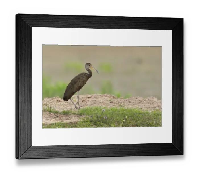 Framed Print : Limpkin (Aramus guarauna) Framed Print : Limpkin (Aramus guarauna)
