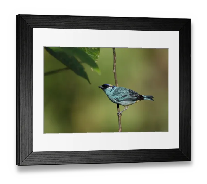 Framed Print : Golden-naped Tanager (Tangara ruficervix) resting on branch, Ecuador Framed Print : Golden-naped Tanager (Tangara ruficervix) resting on branch, Ecuador