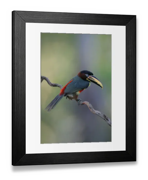 Framed Print : Chestnut-eared Aracari (Pteroglossus castanotis) Framed Print : Chestnut-eared Aracari (Pteroglossus castanotis)