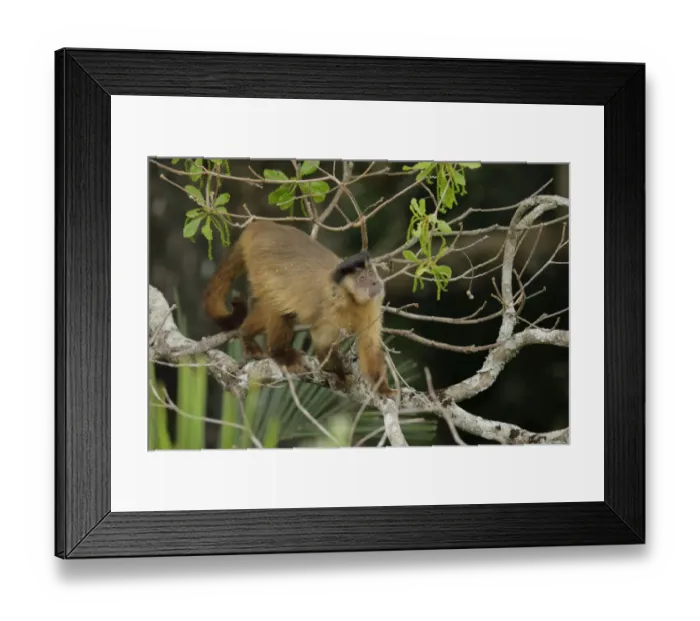 Framed Print : Tufted capuchin (Sapajus apella)