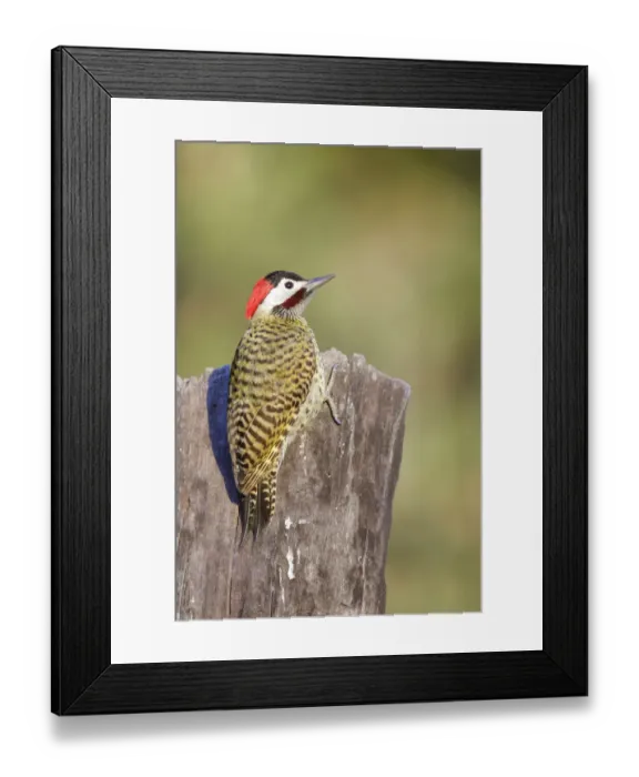 Framed Print : Green-barred Woodpecker (Colaptes melanochloros) Framed Print : Green-barred Woodpecker (Colaptes melanochloros)