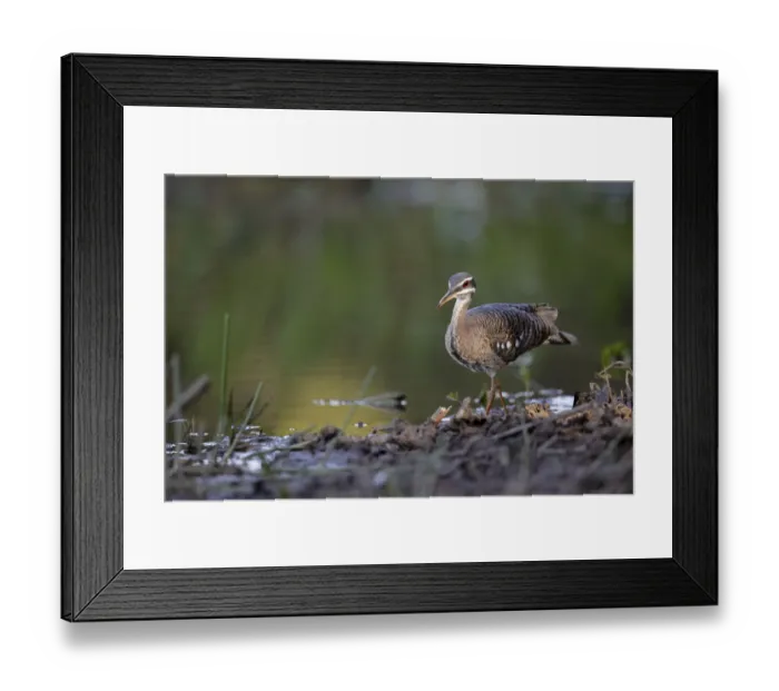 Framed Print : Sunbittern (Eurypyga helias) Framed Print : Sunbittern (Eurypyga helias)