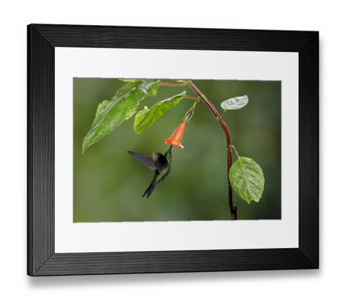 Framed Print : Green-crowned Brilliant (Heliodoxa jacula) Framed Print : Green-crowned Brilliant (Heliodoxa jacula)