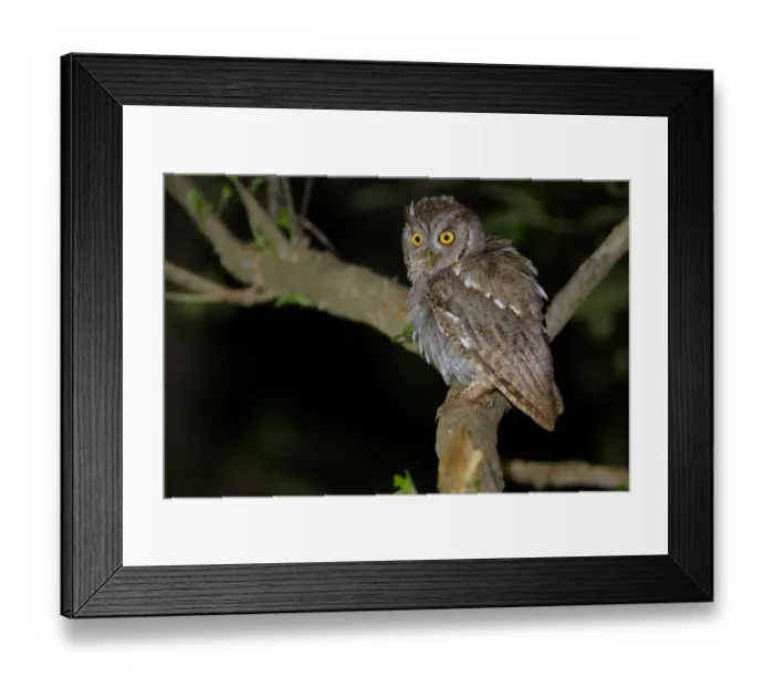 Framed Print : Pacific Screech Owl