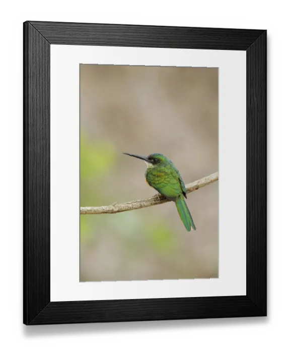 Framed Print : Rufous-tailed Jacamar (Galbula ruficauda) Framed Print : Rufous-tailed Jacamar (Galbula ruficauda)