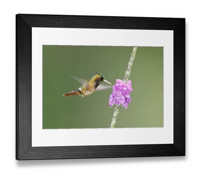 Framed Print : Black-crested Coquette (Lophornis helenae)