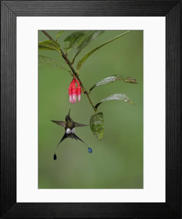 Framed Print : Booted Racket-tail Framed Print : Booted Racket-tail