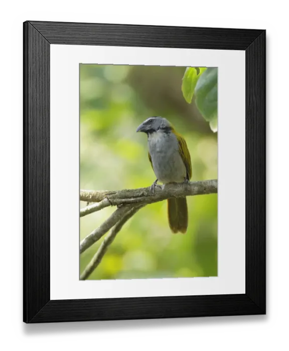 Framed Print : Black-headed Saltator (Saltator atriceps)