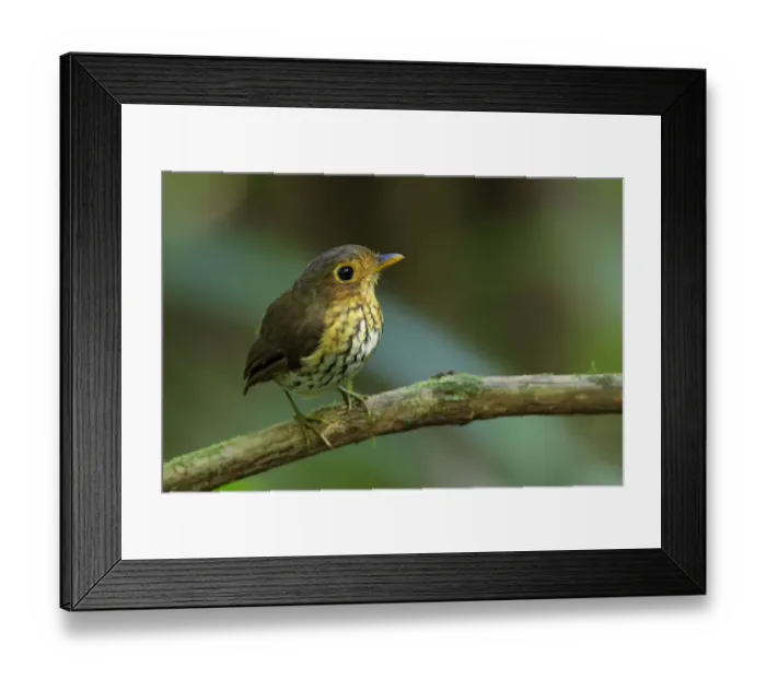 Framed Print : ochre-breasted antpitta (Grallaricula flavirostris)