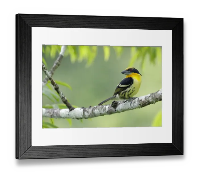 Framed Print : Gilded Barbet (Capito auratus) Framed Print : Gilded Barbet (Capito auratus)