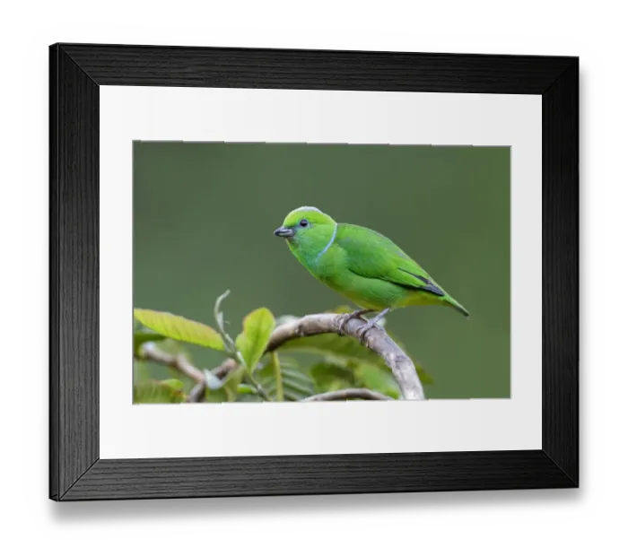 Framed Print : Golden-browed Chlorophonia (Chlorophonia callophrys) female Framed Print : Golden-browed Chlorophonia (Chlorophonia callophrys) female