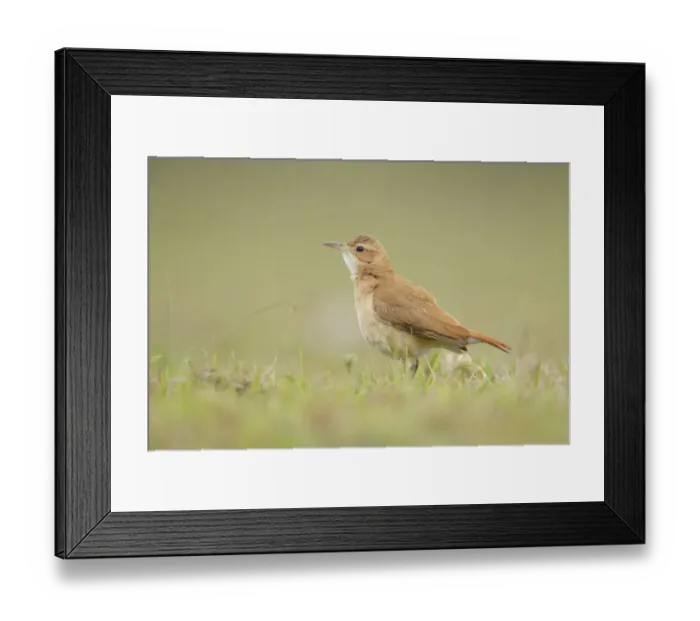 Framed Print : Rufous Hornero