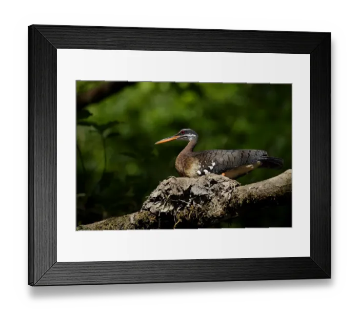 Framed Print : Sunbittern (Eurypyga helias) Framed Print : Sunbittern (Eurypyga helias)