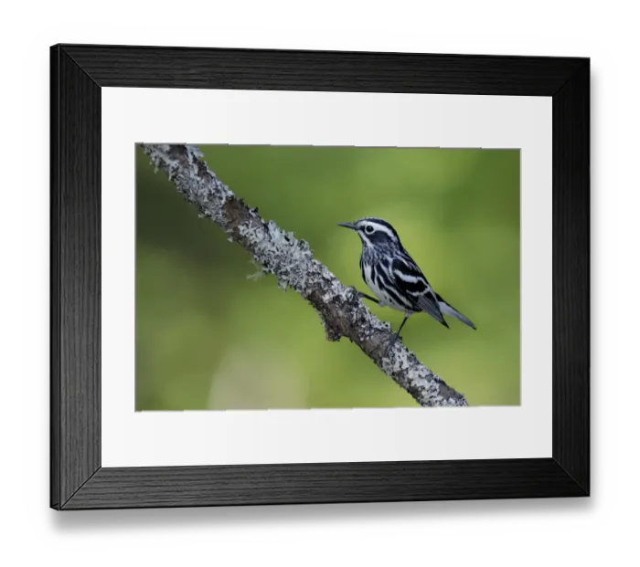 Framed Print : Black-and-white warbler Framed Print : Black-and-white warbler