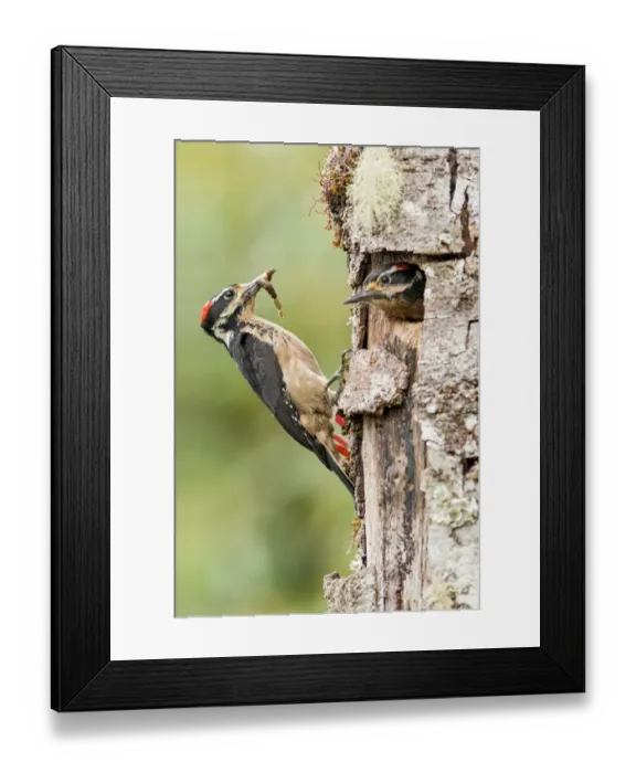Framed Print : Hairy Woodpecker Framed Print : Hairy Woodpecker