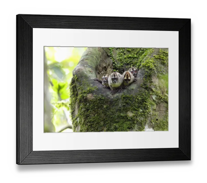 Framed Print : Noisy Night Monkey (Aotus vociferans) Framed Print : Noisy Night Monkey (Aotus vociferans)