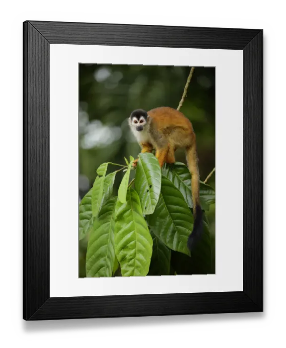 Framed Print : Squirrel Monkey